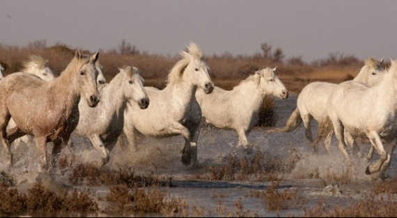 chevaux Camargue