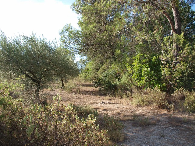 oliviers garrigue