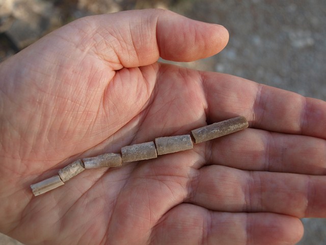 belemnites