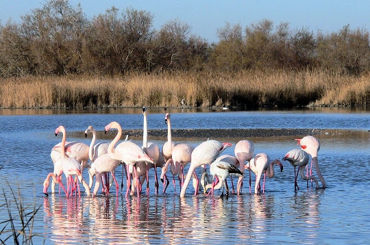 flamands roses Camargue