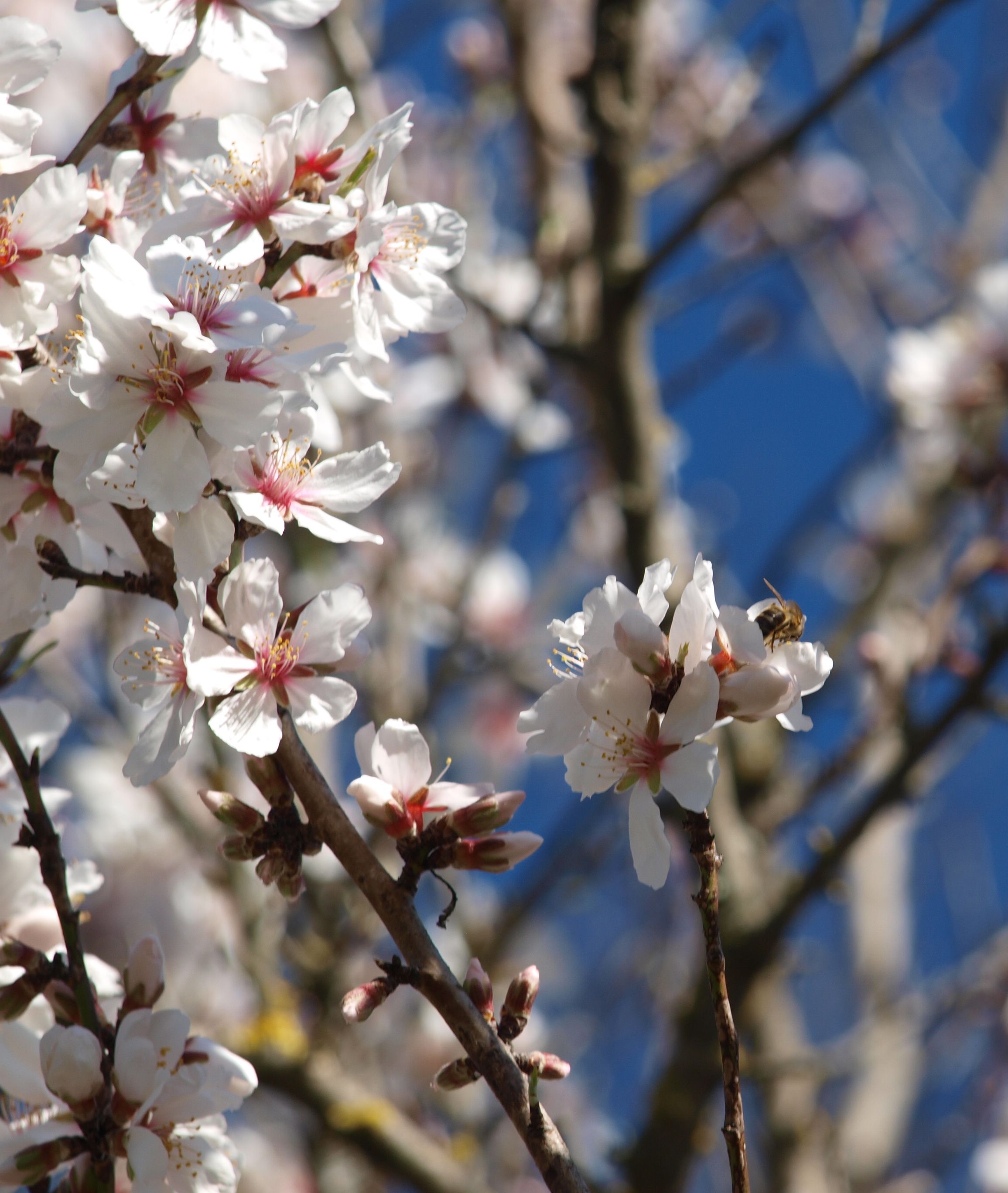 amandiers en fleur fevrier gard sommieres provence